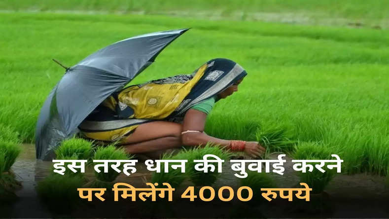 किसान भाइयों के लिए बड़ी खुशखबरी! इस तरह धान की बुवाई करने पर मिलेंगे 4000 रुपये, फटाफट ऐसे करे आवेदन