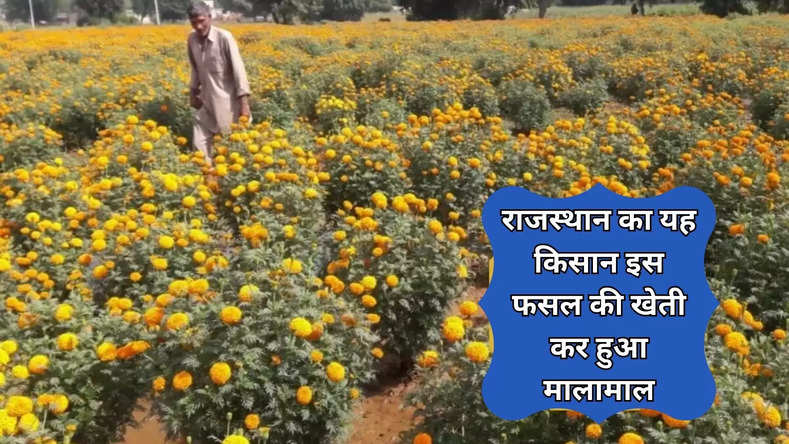 राजस्थान का यह किसान इस फसल की खेती कर हुआ मालामाल