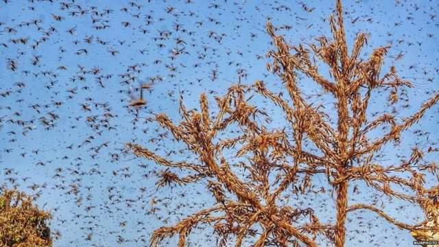 Locust Attack