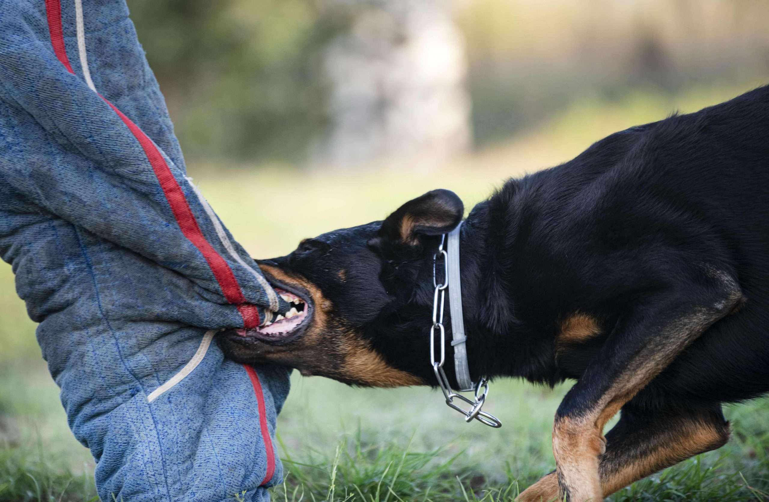 Dog Attacks: How to Escape from Dogs? What to Do If Bitten By a Dog ?