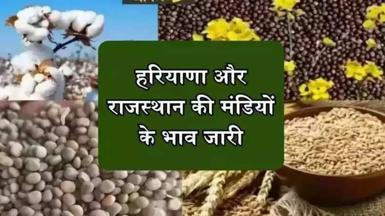 हरियाणा और राजस्थान की मंडियों के भाव जारी, देखिये नरमा, कपास सहित अन्य सभी फसलों के दाम 