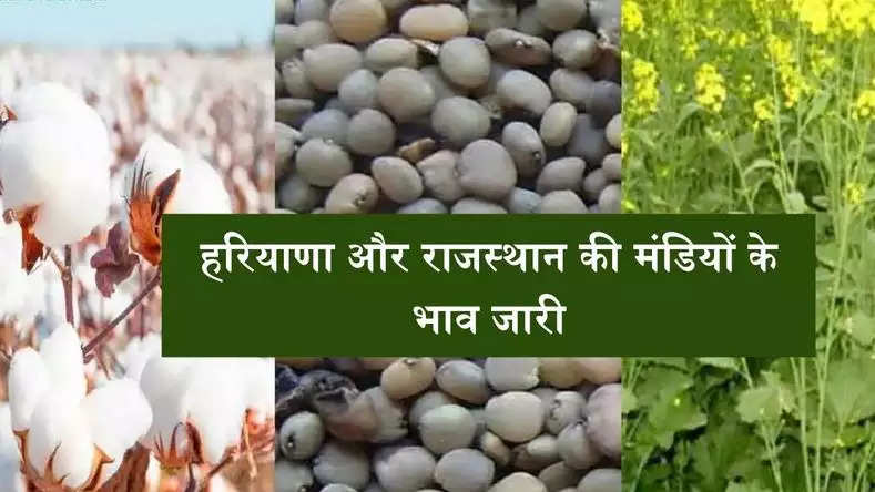 हरियाणा और राजस्थान की मंडियों के भाव जारी,  एक क्लिक पर देखें सभी फसलों के दामों की पूरी लिस्ट 