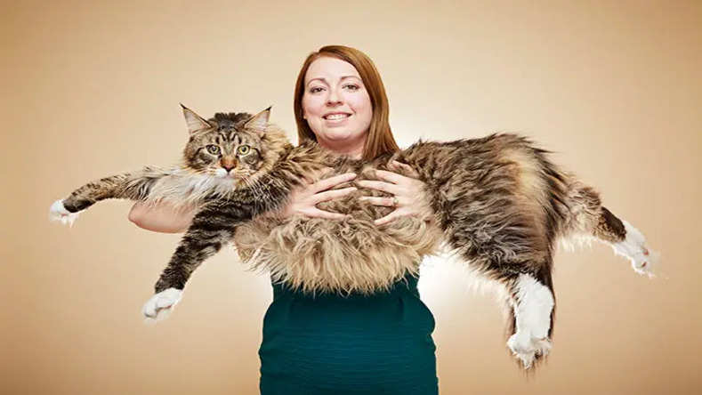 Top 10 Largest Cat Breeds in the World Top 10 Largest Cat Breeds in The World, See List​​​​​​​