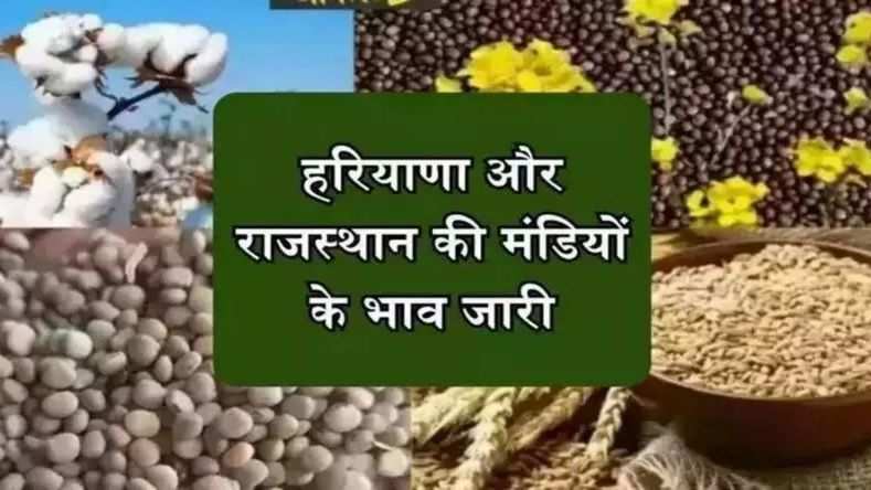 हरियाणा और राजस्थान की मंडियों के भाव जारी, देखिये नरमा, कपास सहित अन्य सभी फसलों के दाम 