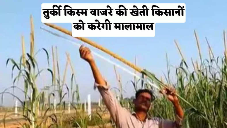 राजस्थान न्यूज़, कृषि न्यूज, बाजरा, तुर्की किस्म बाजरे की खेती, Rajasthan News, Agriculture News, Farmers News