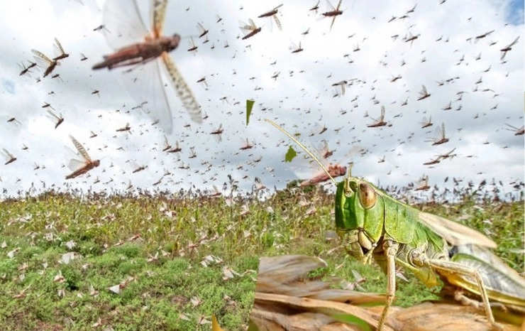 Locust Attack