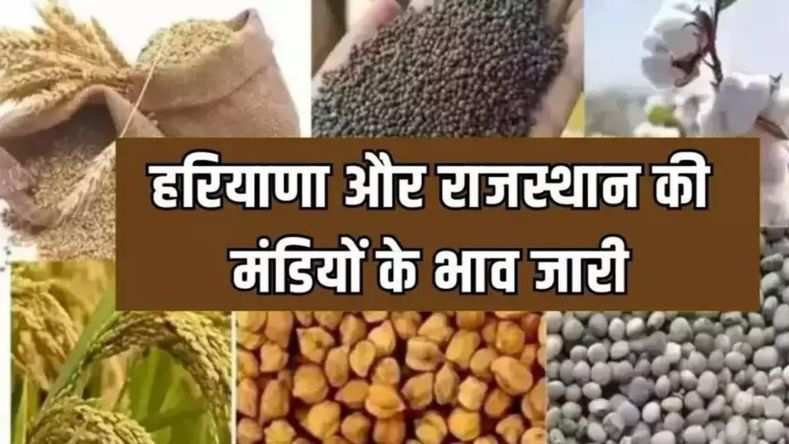हरियाणा और राजस्थान की मंडियों के भाव जारी, एक क्लिक से देखें सभी फसलों के दाम