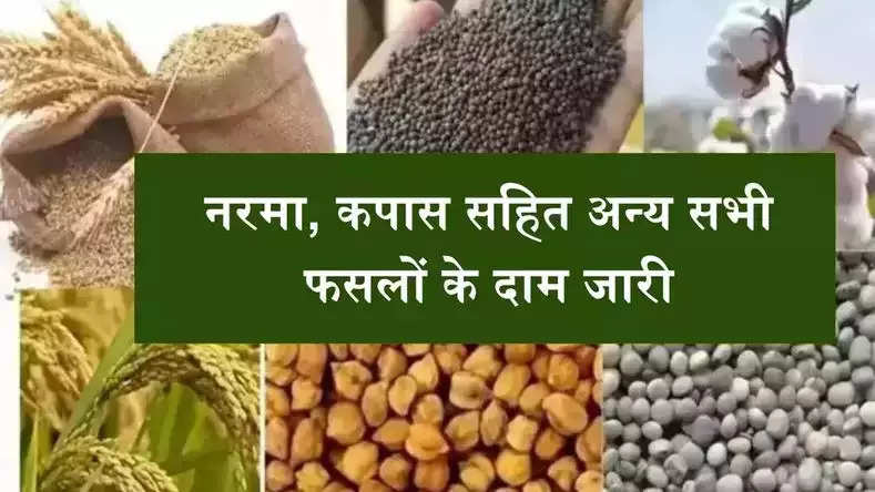 नरमा, कपास सहित अन्य सभी फसलों के दाम जारी, देखिये हरियाणा और राजस्थान की मंडियों के भाव