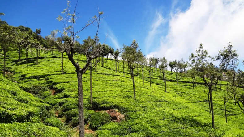 Lesser-known Attractions And Activities In Ooty