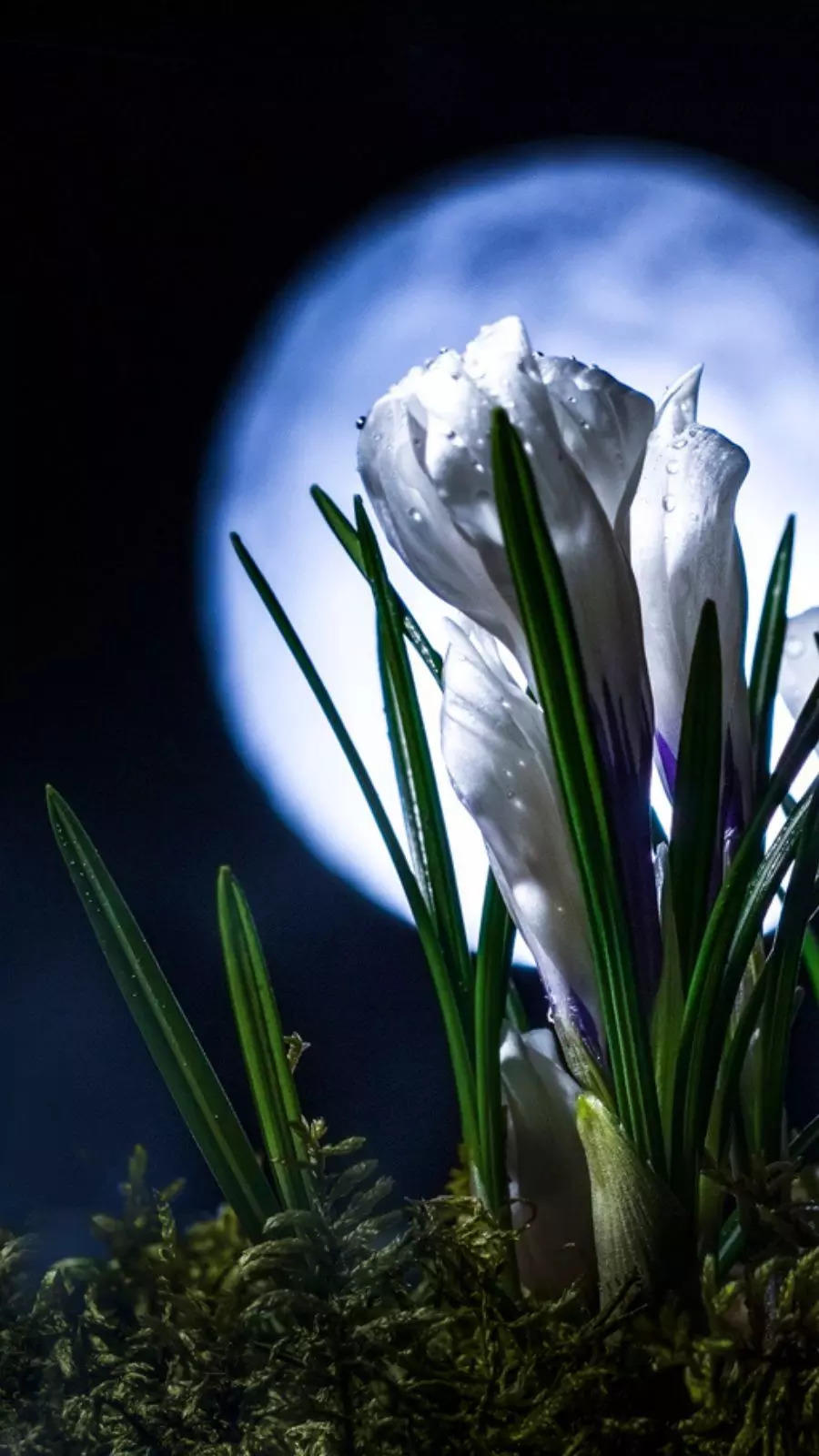 White And Silver Flowering Plants For Your Moon Garden