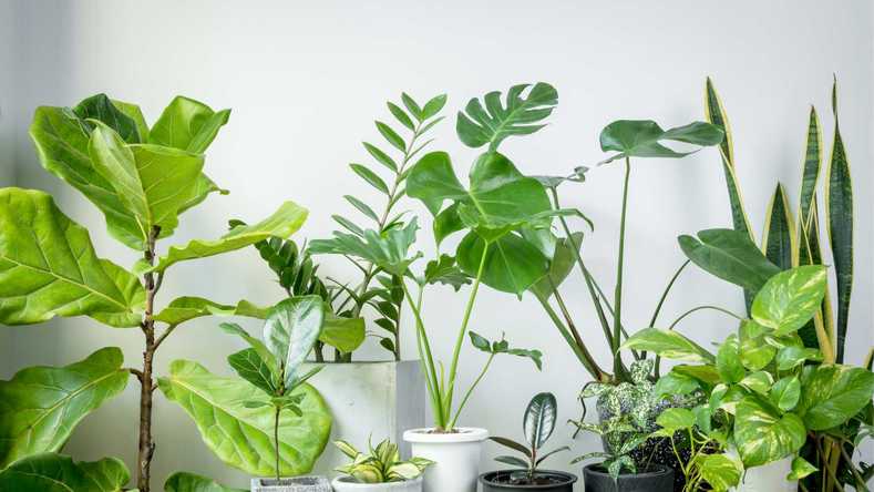 Lucky Plants For Your Home And Where To Place Them