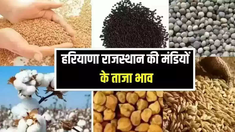 Mandi Bhav 27 April 2023: राजस्थान हरियाणा मंडी भाव, जानें ग्वार, नरमा, कपास, सरसों और गेहूं समेत सभी फसलों के ताजा भाव