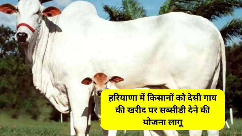 हरियाणा में किसानों को देसी गाय की खरीद पर सब्सीडी देने की योजना लागू