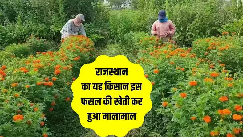 Agriculture News: राजस्थान का यह किसान इस फसल की खेती कर हुआ मालामाल, साल भर में 15 लाख से अधिक कमाई
