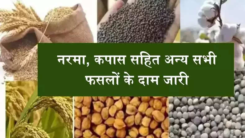 हरियाणा और राजस्थान की मंडियों के भाव जारी, देखिये नरमा, कपास सहित अन्य सभी फसलों के दाम