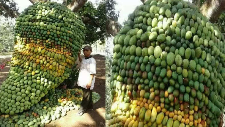 आम के किसान दो महीने पहले अपने हरे-भरे बगीचे में हरी पत्तियों के बीच आम के फूलों के घने सफेद गुच्छों को देखकर बहुत खुश थे, इस साल बंपर फसल की उम्मीद कर रहे थे। हालांकि, मार्च में अचानक भीषण गर्मी की शुरुआत के साथ, एक भरपूर फसल और फूलों की उम्मीदें फीकी पड़ गईं, क्योंकि वे बढ़ते तापमान का सामना नहीं कर सके।  जैसा कि हमने देखा, फरवरी और मार्च में फूल खिले थे। हर किसान को लग रहा था कि इस साल पैदावार अच्छी होगी। और ये फूल फल देंगे। लेकिन भीषण गर्मी के बाद भीषण गर्मी के कारण पेड़ों पर लगे आम के फूल सूख गए। खराब मौसम के दौरान बढ़ती गर्मी ने सभी फूलों को बर्बाद कर दिया। किसान ने आगे कहा कि अगर मई और जून में गर्मी थोड़ी देर बाद होती, तो आम पूरी तरह से पक जाते। 