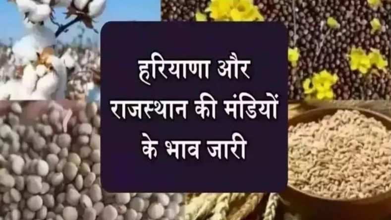 नरमा, कपास सहित अन्य सभी फसलों के दाम जारी, देखिये हरियाणा और राजस्थान की मंडियों के भाव