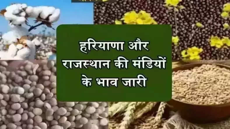 हरियाणा और राजस्थान की मंडियों के भाव जारी, देखिये नरमा, कपास सहित अन्य सभी फसलों के दाम