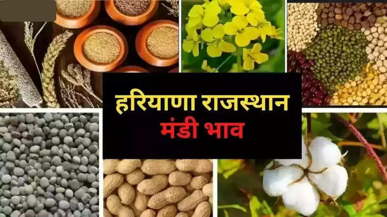 Haryana Rajasthan Mandi Bhav: राजस्थान हरियाणा मंडी भाव, जानें ग्वार, नरमा, कपास, सरसों और गेंहू समेत सभी फसलों के ताजा भाव