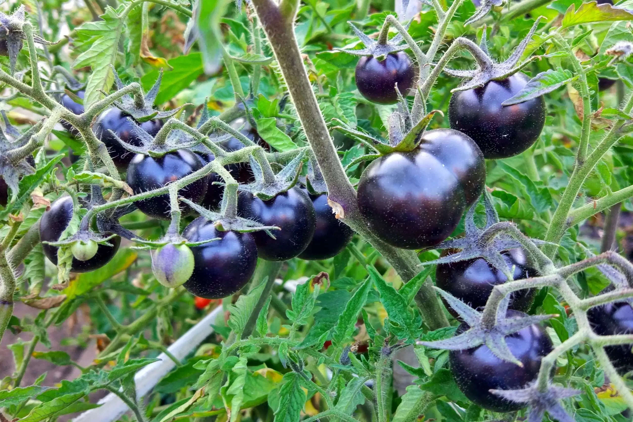 Black Tomato Farming 2